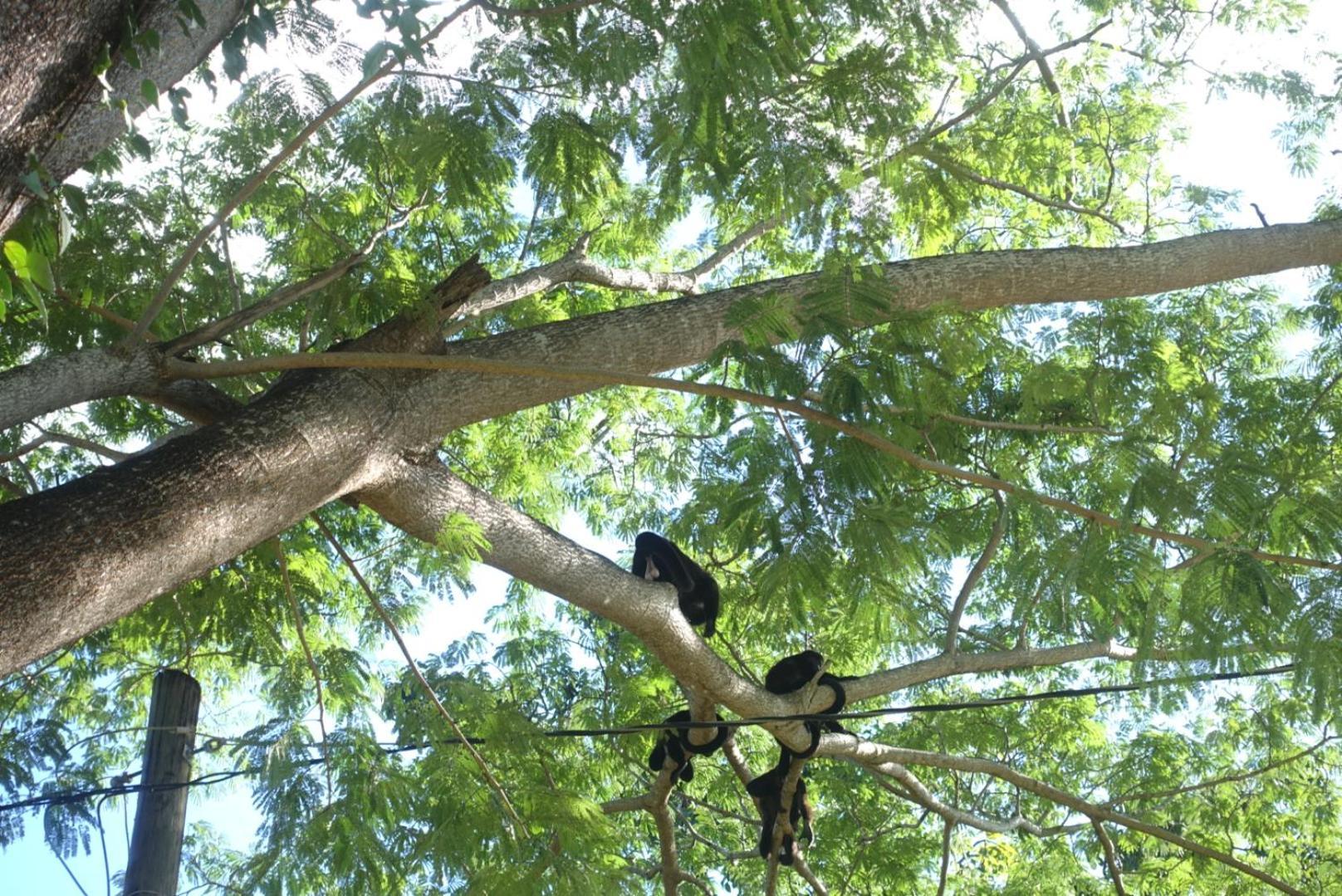 Casa Maya Eco Lodge San Juan Del Sur Playa Remanso エクステリア 写真